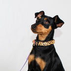 martingale collar / leopard + peach Major Darling