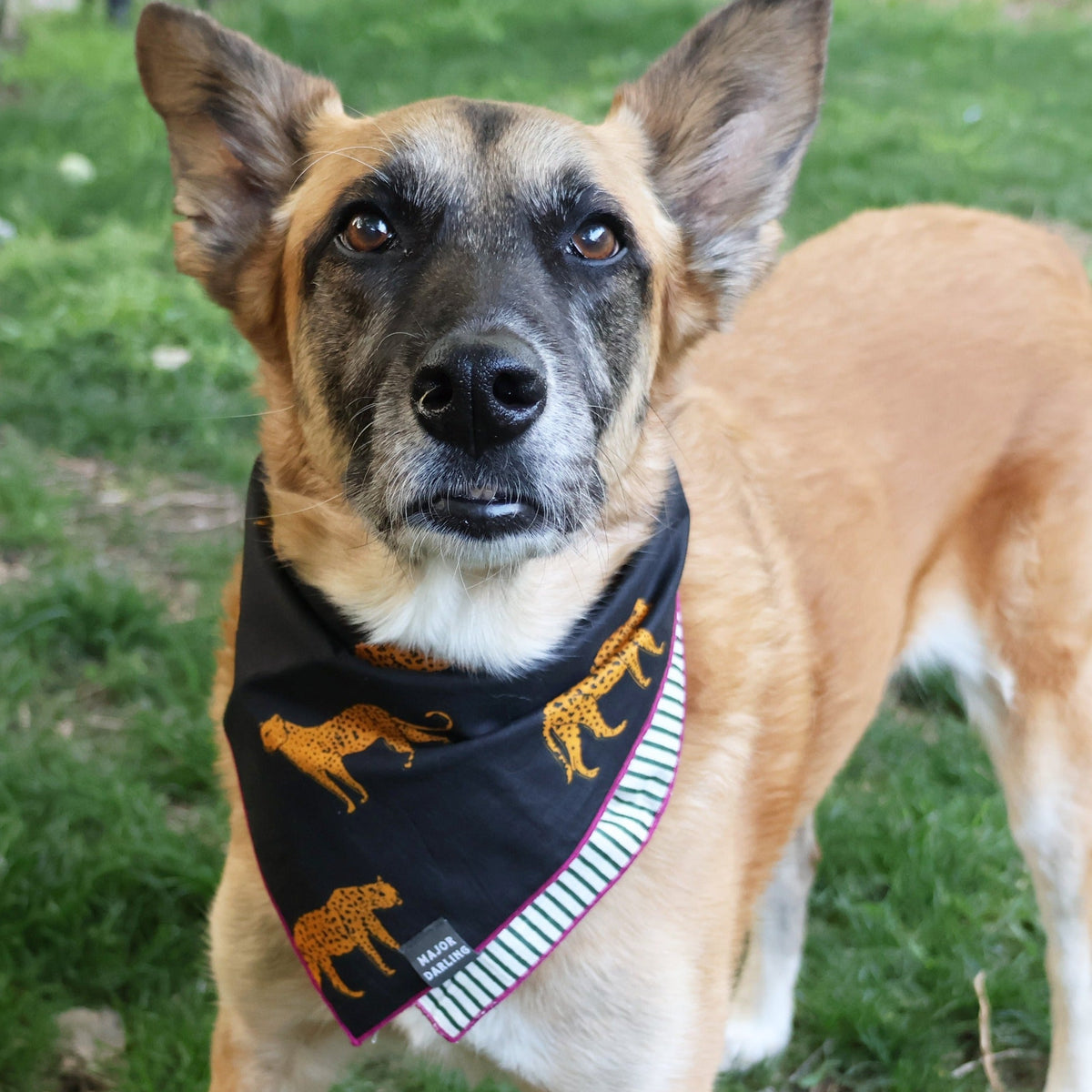 reversible bandana / cheetahs + stripes Major Darling