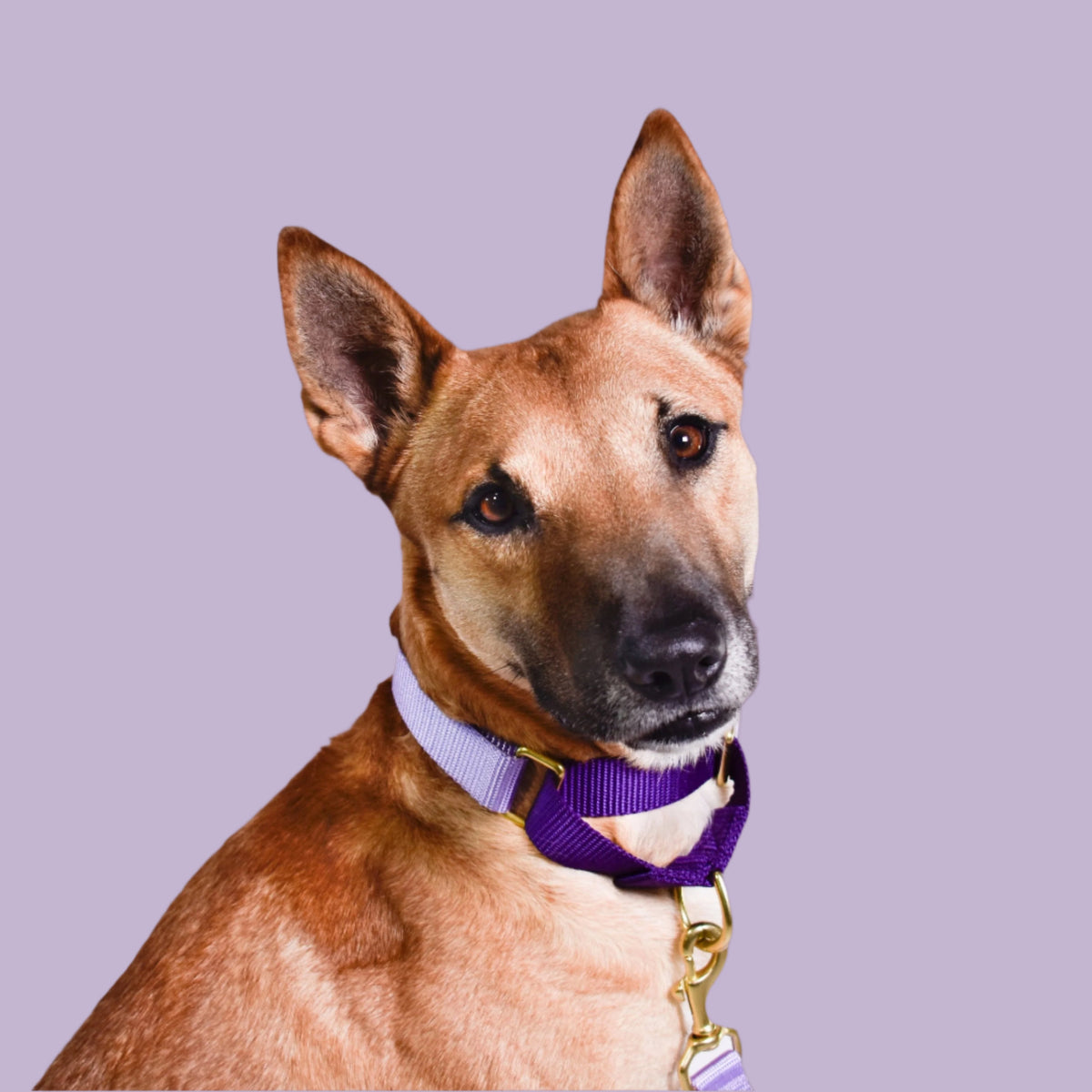 martingale collar / lilac + violet Major Darling