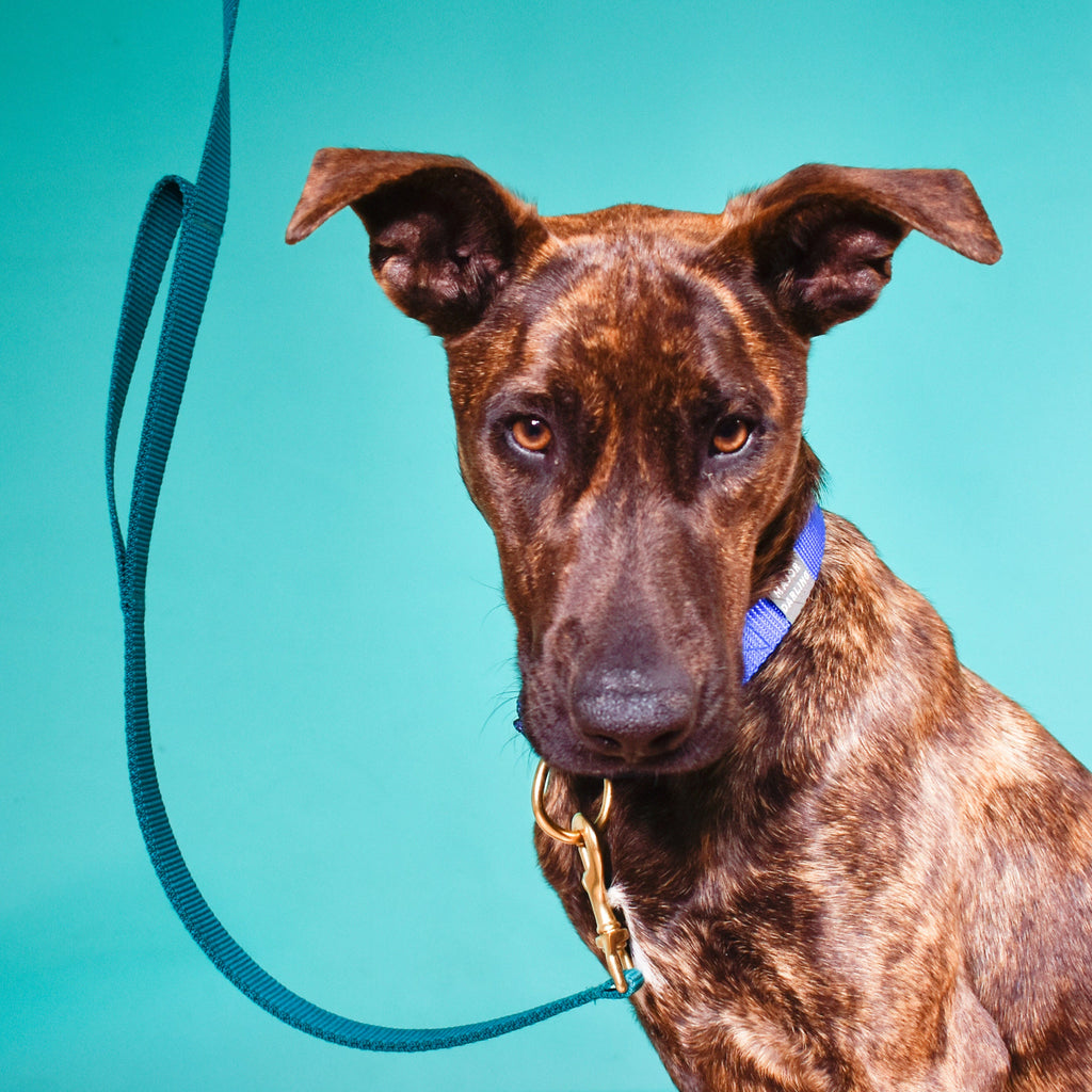 Double Handle Dog Leash (Traffic Leash) Major Darling