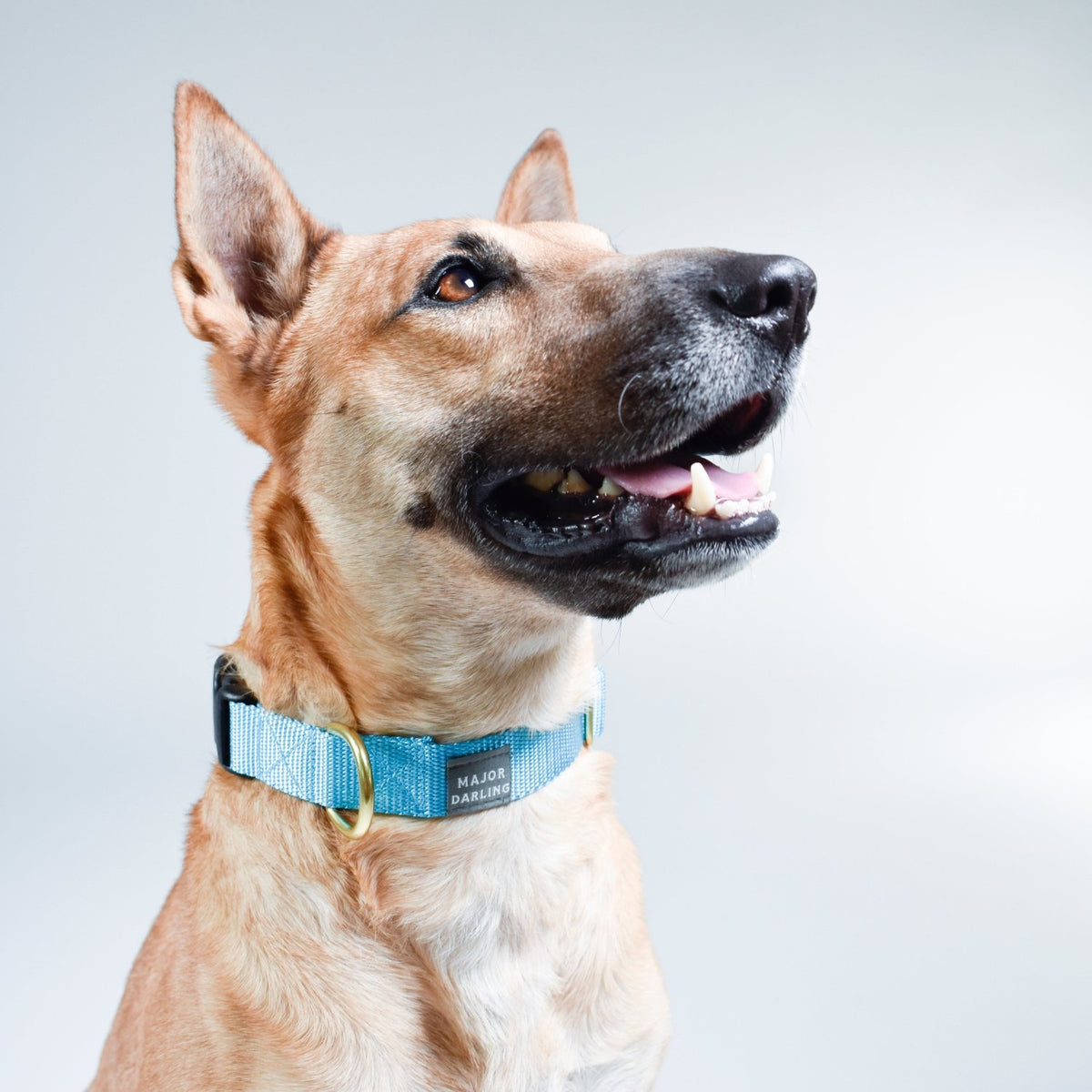 basic snap collar - Poppy & Vine