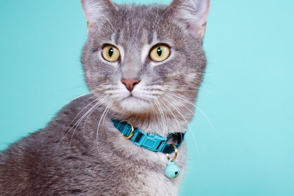 breakaway cat collars - Poppy & Vine