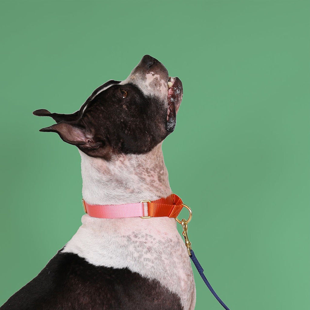 martingale collar / pink + orange Major Darling
