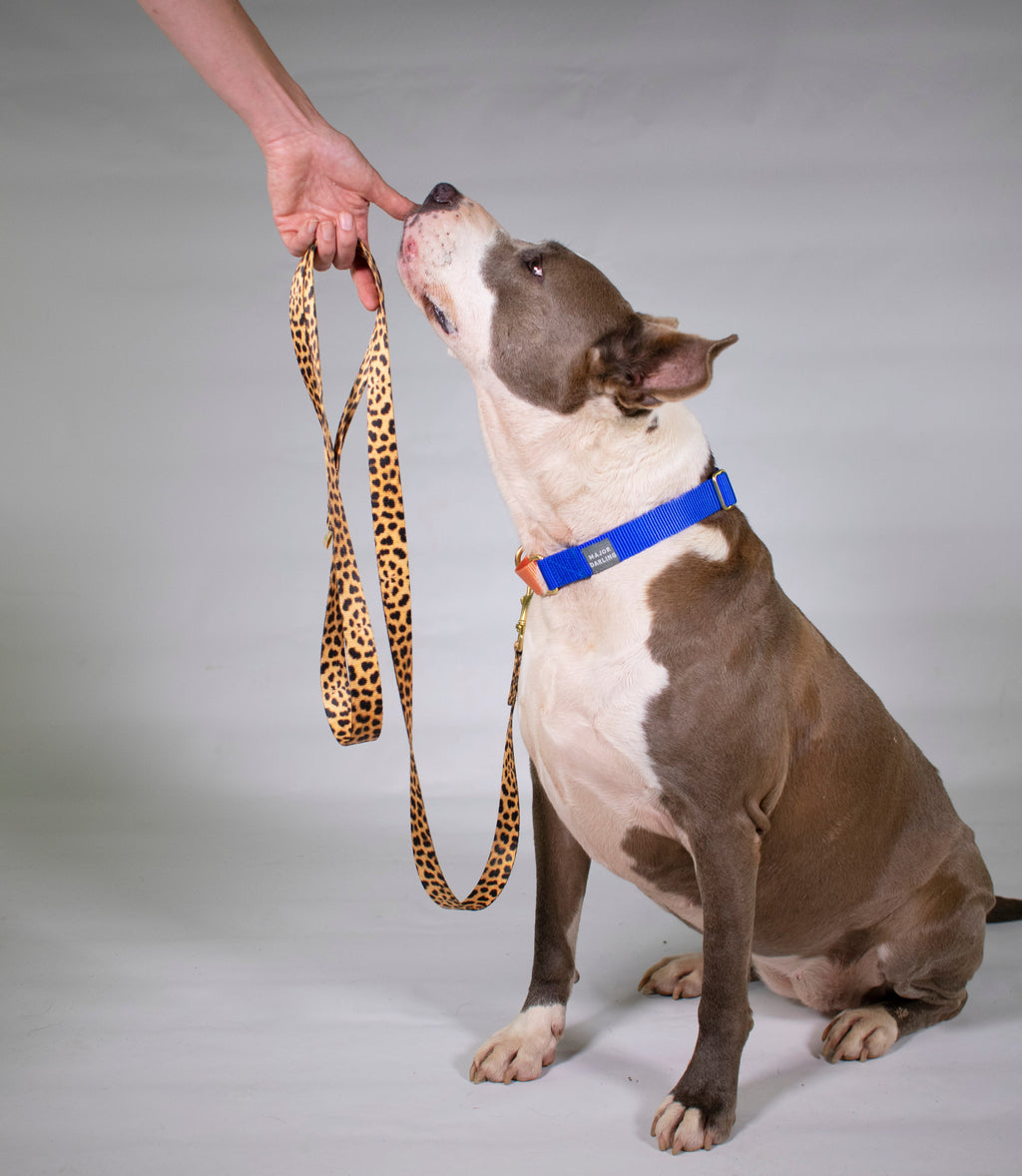 not-so-basic leash / leopard Major Darling