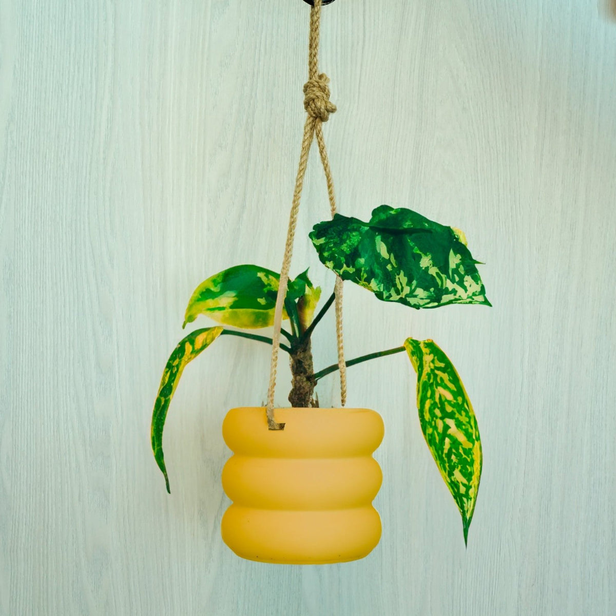 Hanging Bubble Plant Pot - Poppy & Vine