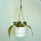 Hanging Bubble Plant Pot - Poppy & Vine