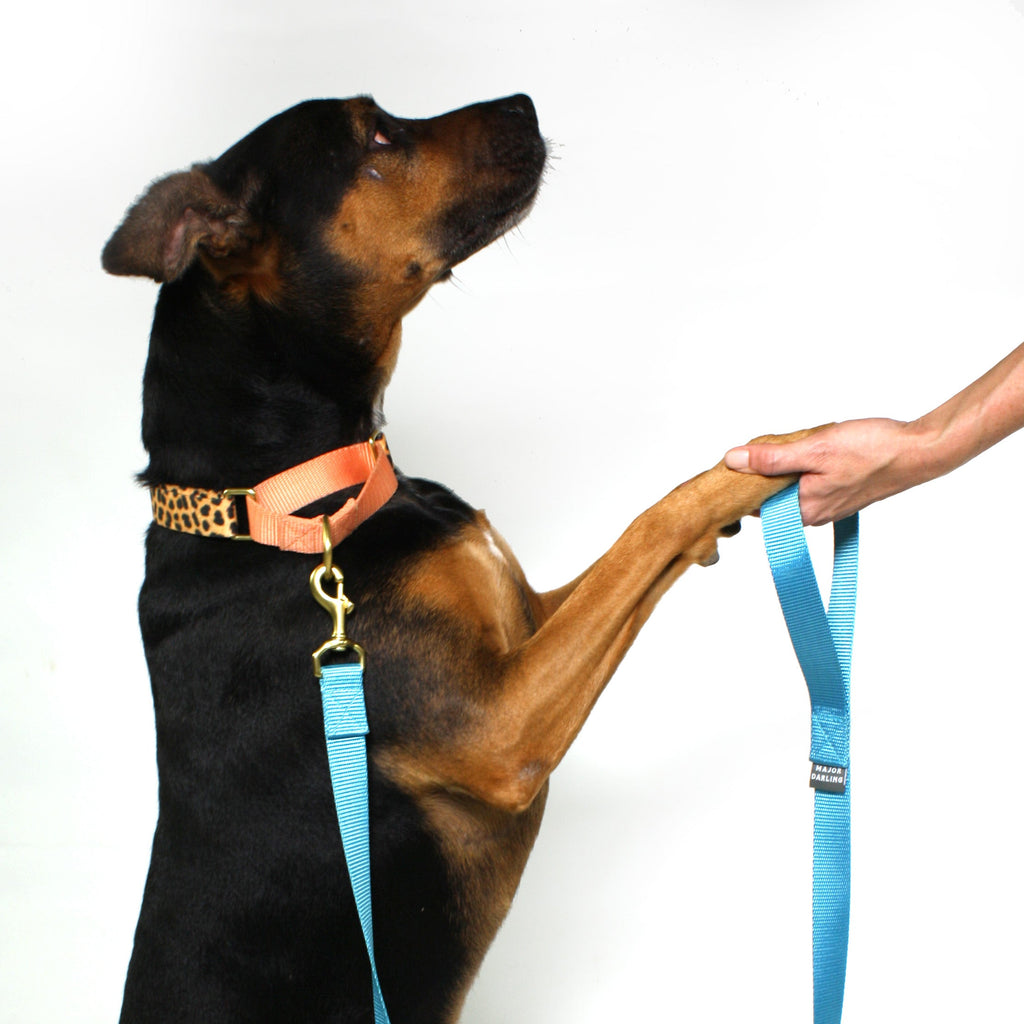 martingale collar / leopard + peach Major Darling