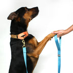 martingale collar / leopard + peach Major Darling