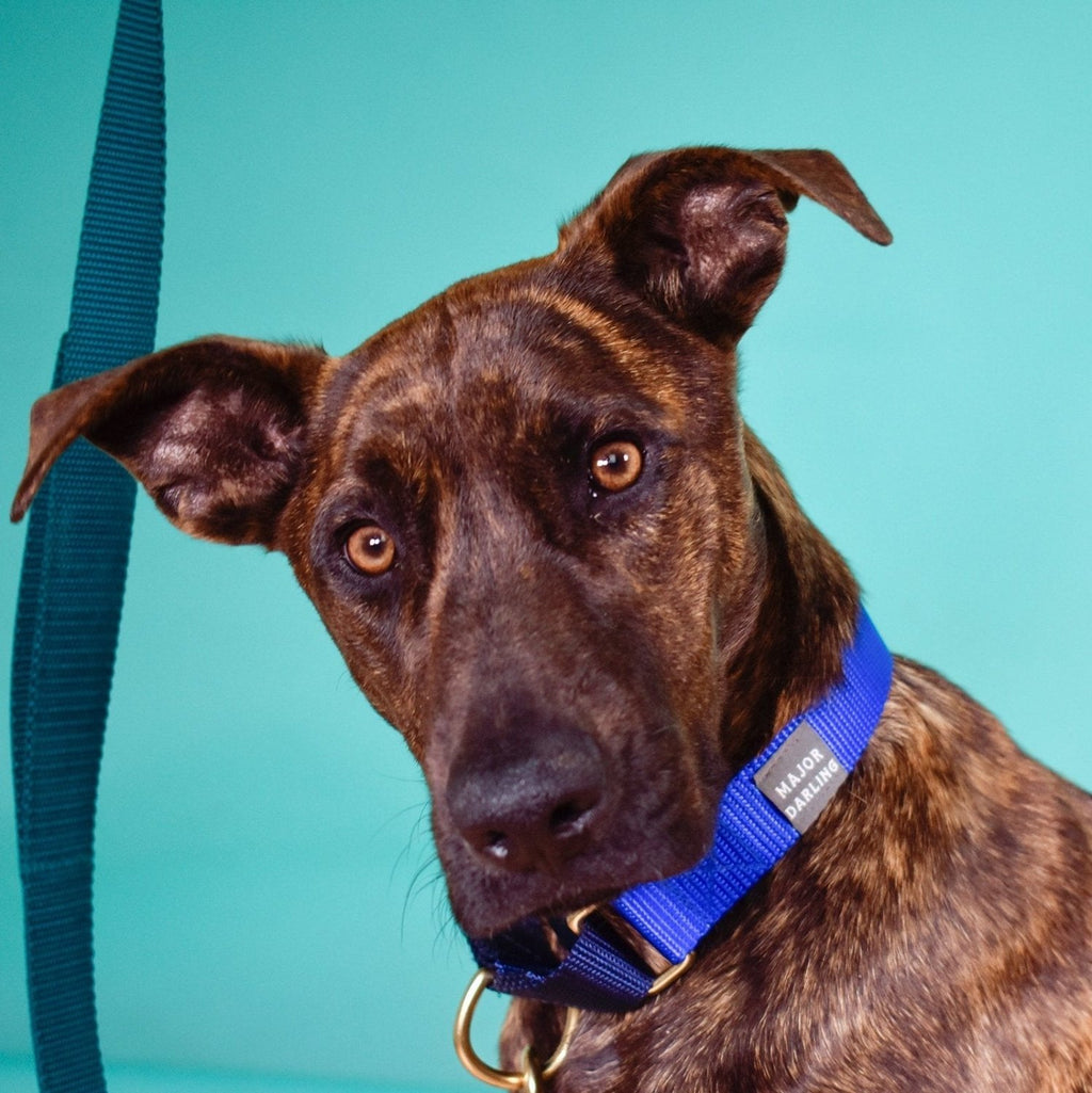 martingale collar / cobalt + navy - Poppy & Vine