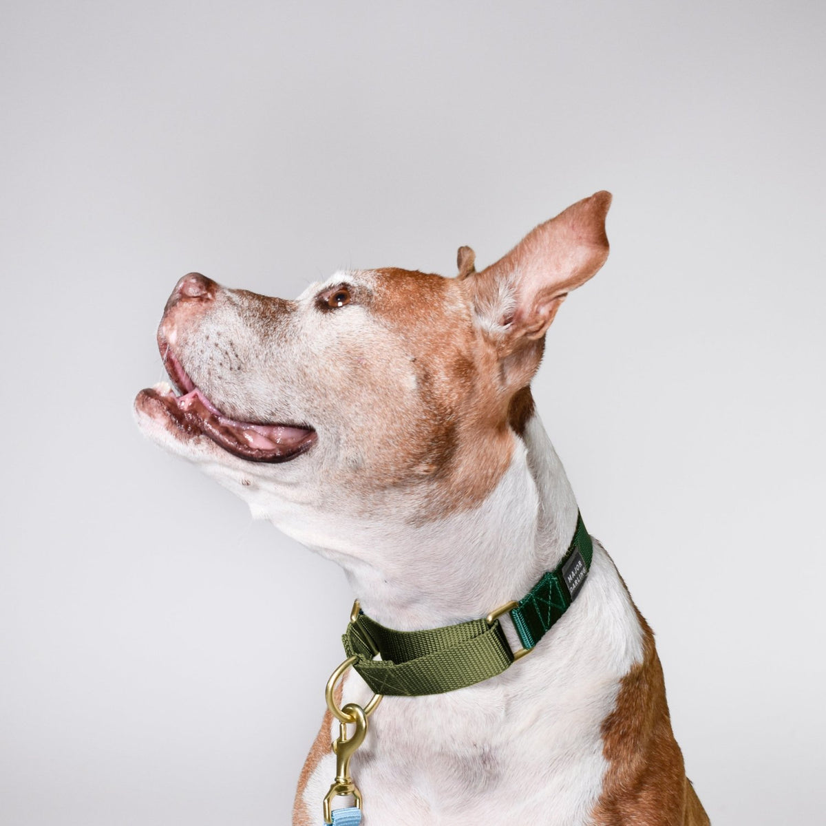 martingale collar / forest + olive - Poppy & Vine