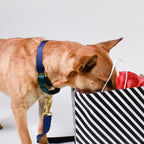 martingale collar / navy + forest - Poppy & Vine