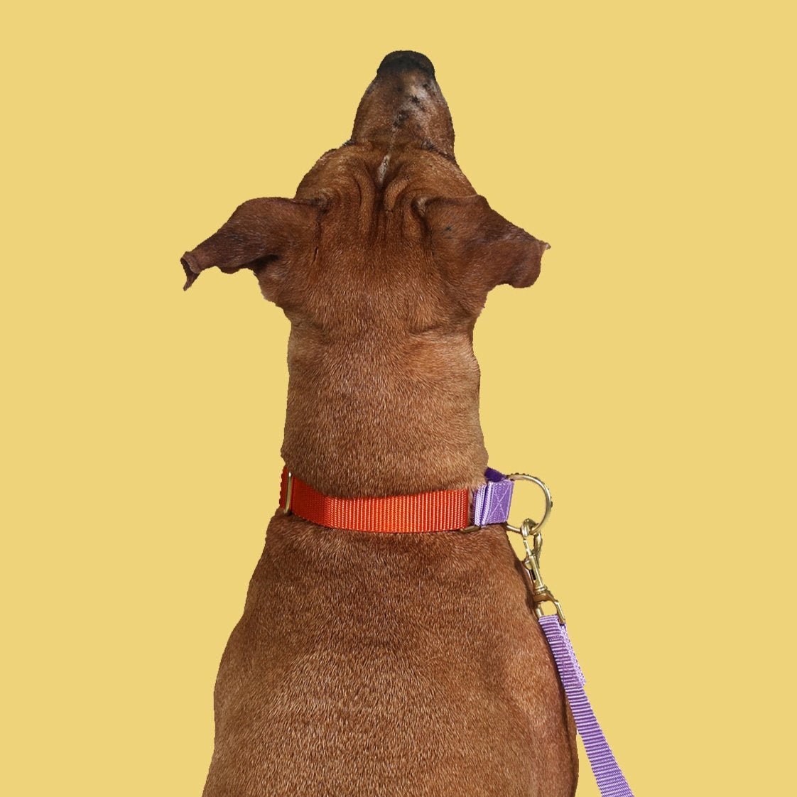 martingale collar / orange + lilac - Poppy & Vine