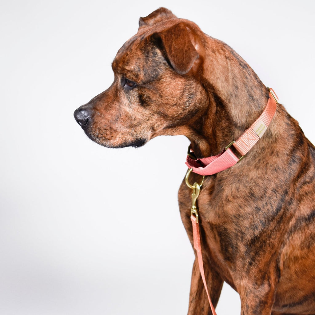 martingale collar / rose + grape / limited edition - Poppy & Vine