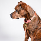 martingale collar / rose + grape / limited edition - Poppy & Vine