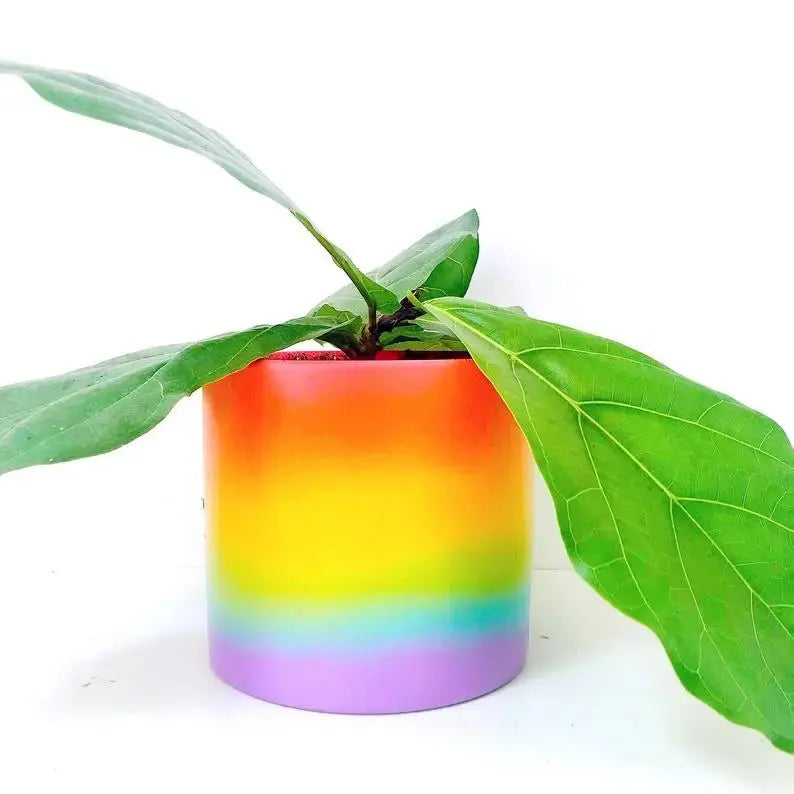 Rainbow Gradient 6" Cement Planter - Poppy & Vine