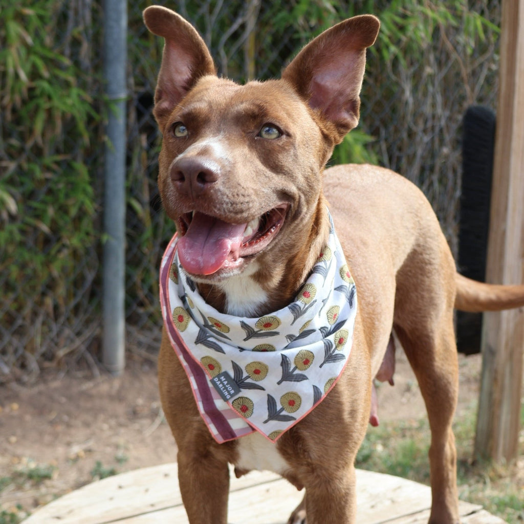 reversible bandana / sunflower picnic - Poppy & Vine