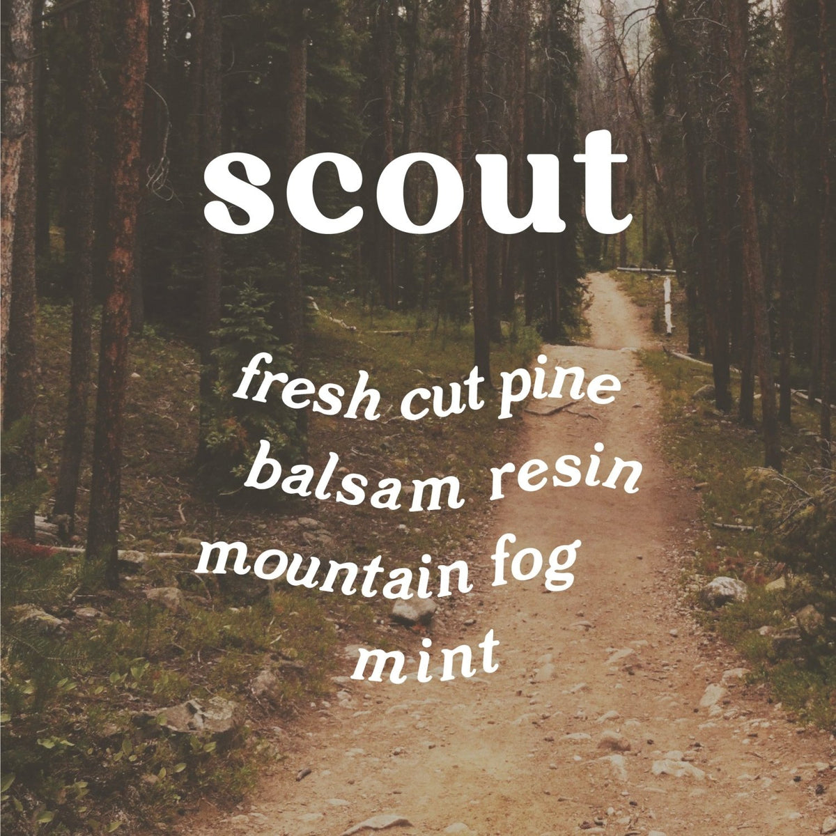 Scout 9 oz. Hue Candle (White Pine) - Poppy & Vine