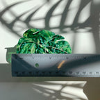 Velvet Claws Monstera Leaf Hair Claw - Poppy & Vine